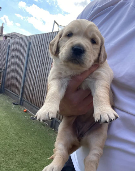 2 Beautiful Golden Retriever Girls image 4