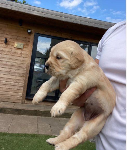 2 Beautiful Golden Retriever Girls image 5