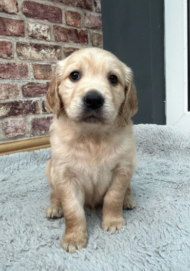 2 Beautiful Golden Retriever Girls image 6