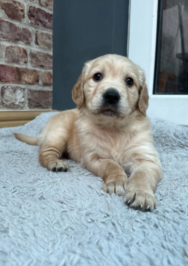 2 Beautiful Golden Retriever Girls image 7