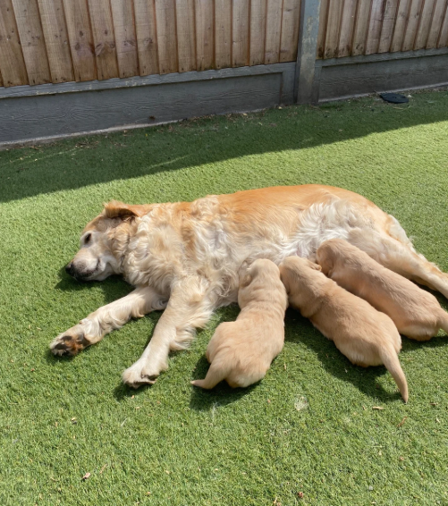 2 Beautiful Golden Retriever Girls image 8