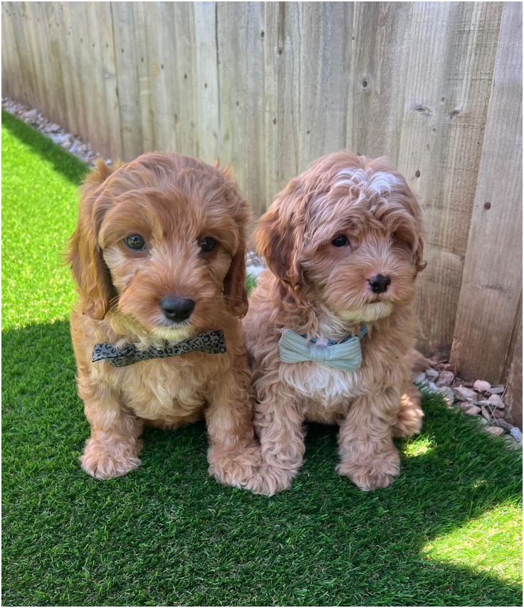 Cavapoos READY FOR THERE FOREVER HOMES❤️ image 1