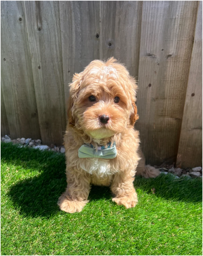 Cavapoos READY FOR THERE FOREVER HOMES❤️ image 2