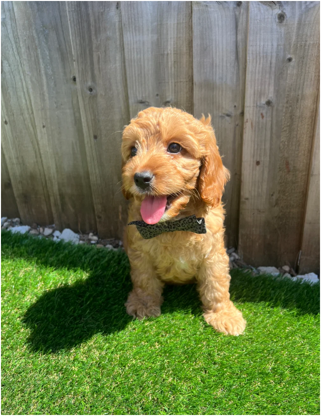 Cavapoos READY FOR THERE FOREVER HOMES❤️ image 3