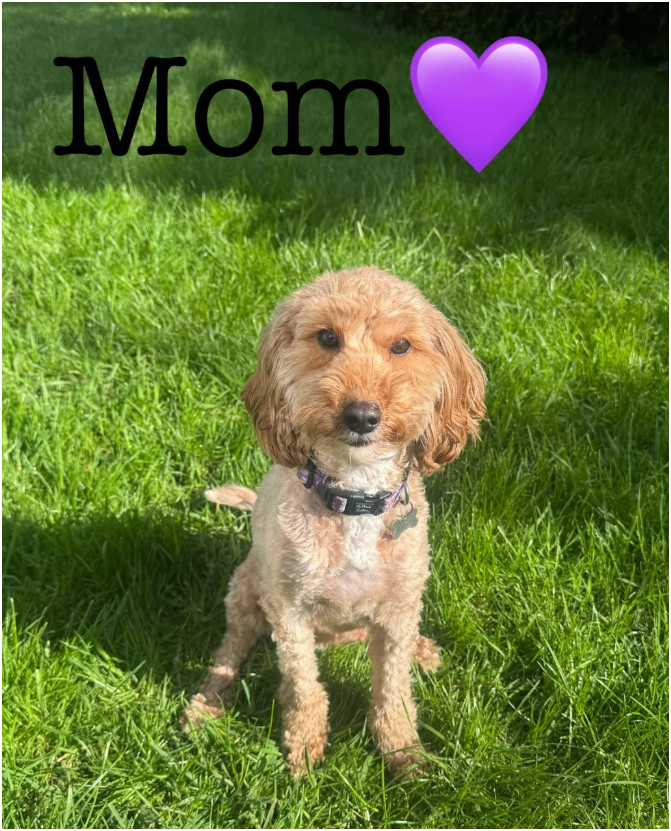 Cavapoos READY FOR THERE FOREVER HOMES❤️ image 4