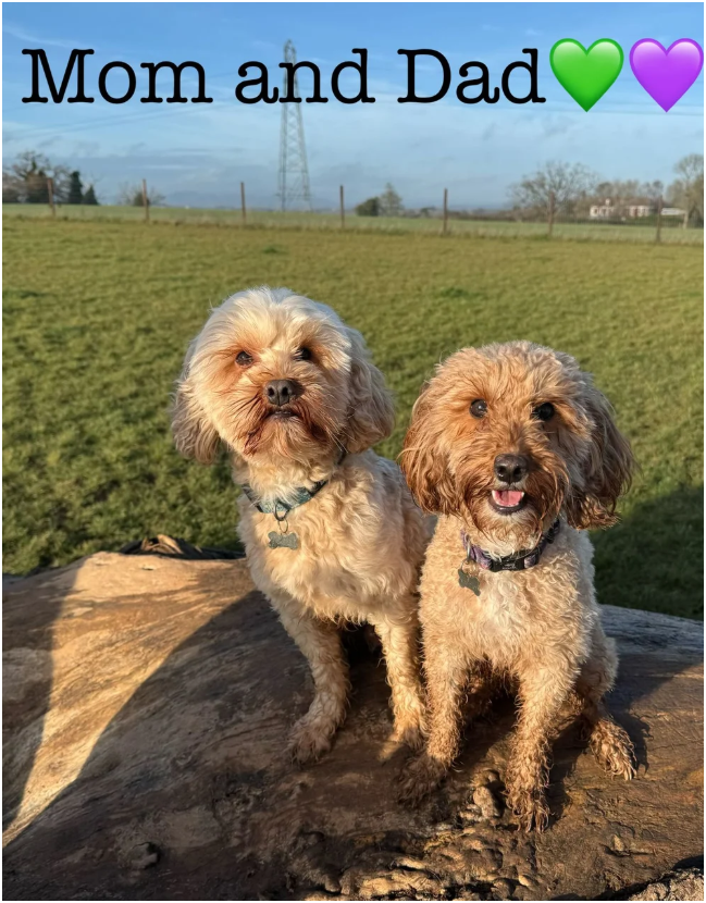Cavapoos READY FOR THERE FOREVER HOMES❤️ image 5