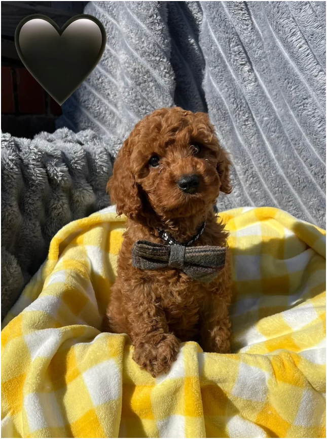 Cavapoos READY FOR THERE FOREVER HOMES❤️ image 6