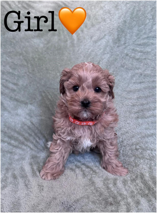 Cavapoos READY FOR THERE FOREVER HOMES❤️ image 7
