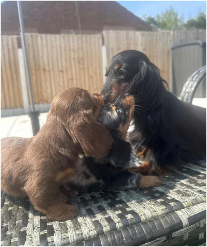 MINI LONG HAIRED DACHSHUNDS image 1