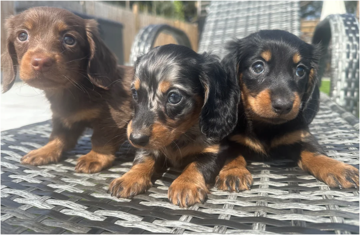 MINI LONG HAIRED DACHSHUNDS image 2