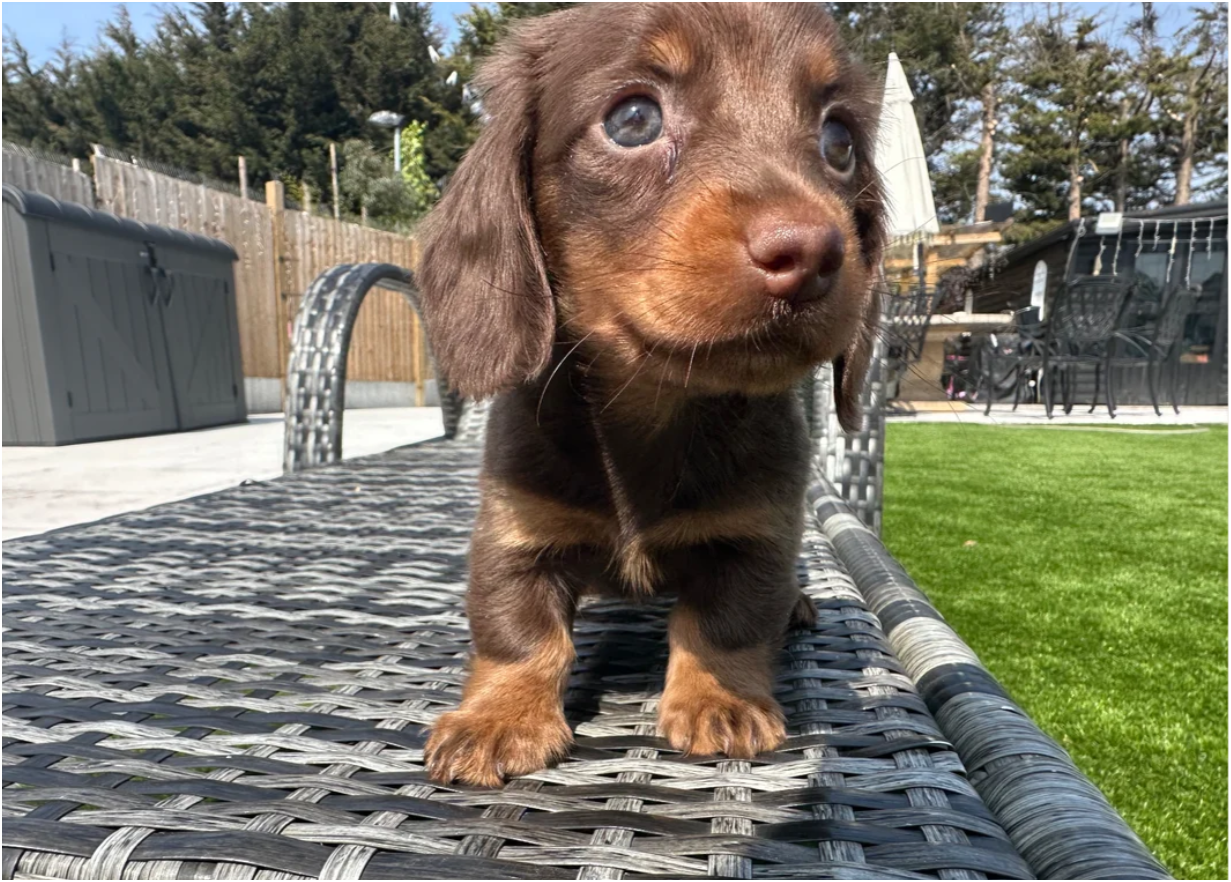 MINI LONG HAIRED DACHSHUNDS image 3