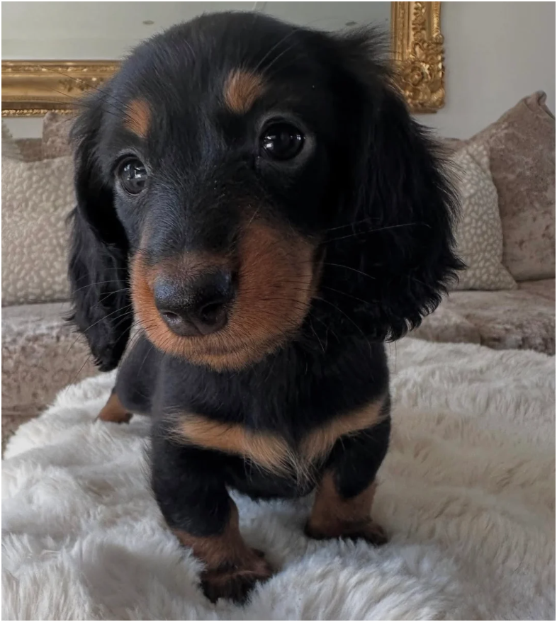MINI LONG HAIRED DACHSHUNDS image 4