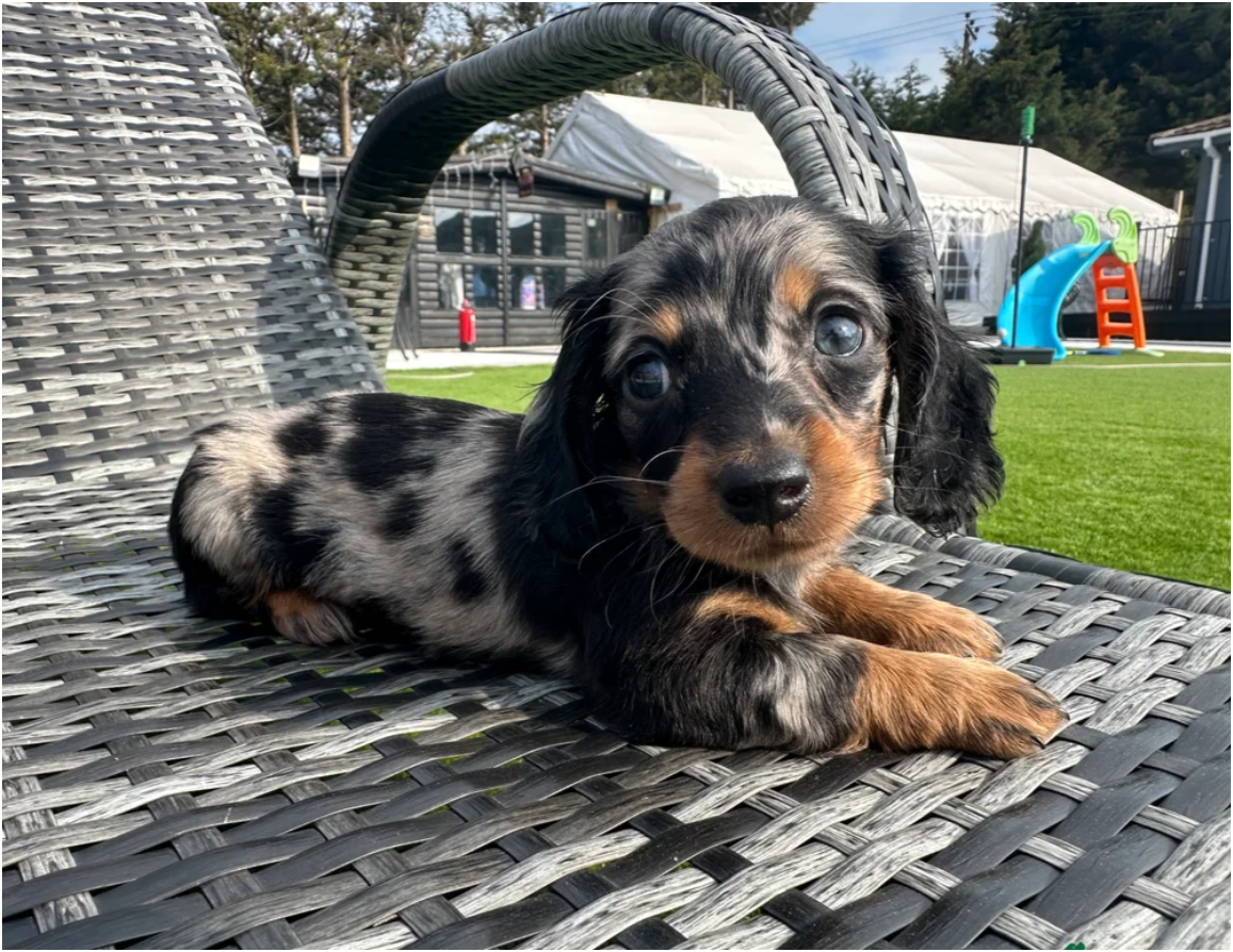 MINI LONG HAIRED DACHSHUNDS image 5