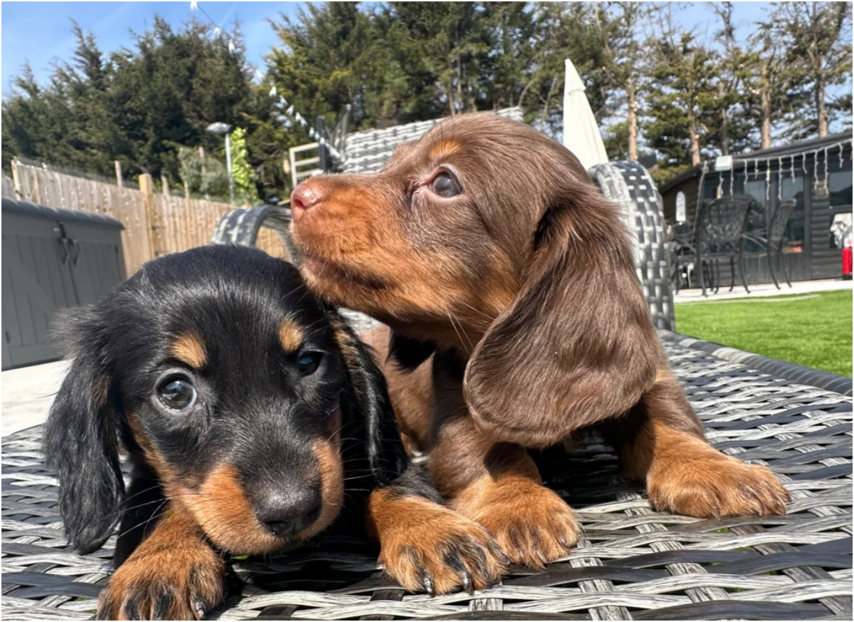 MINI LONG HAIRED DACHSHUNDS image 6
