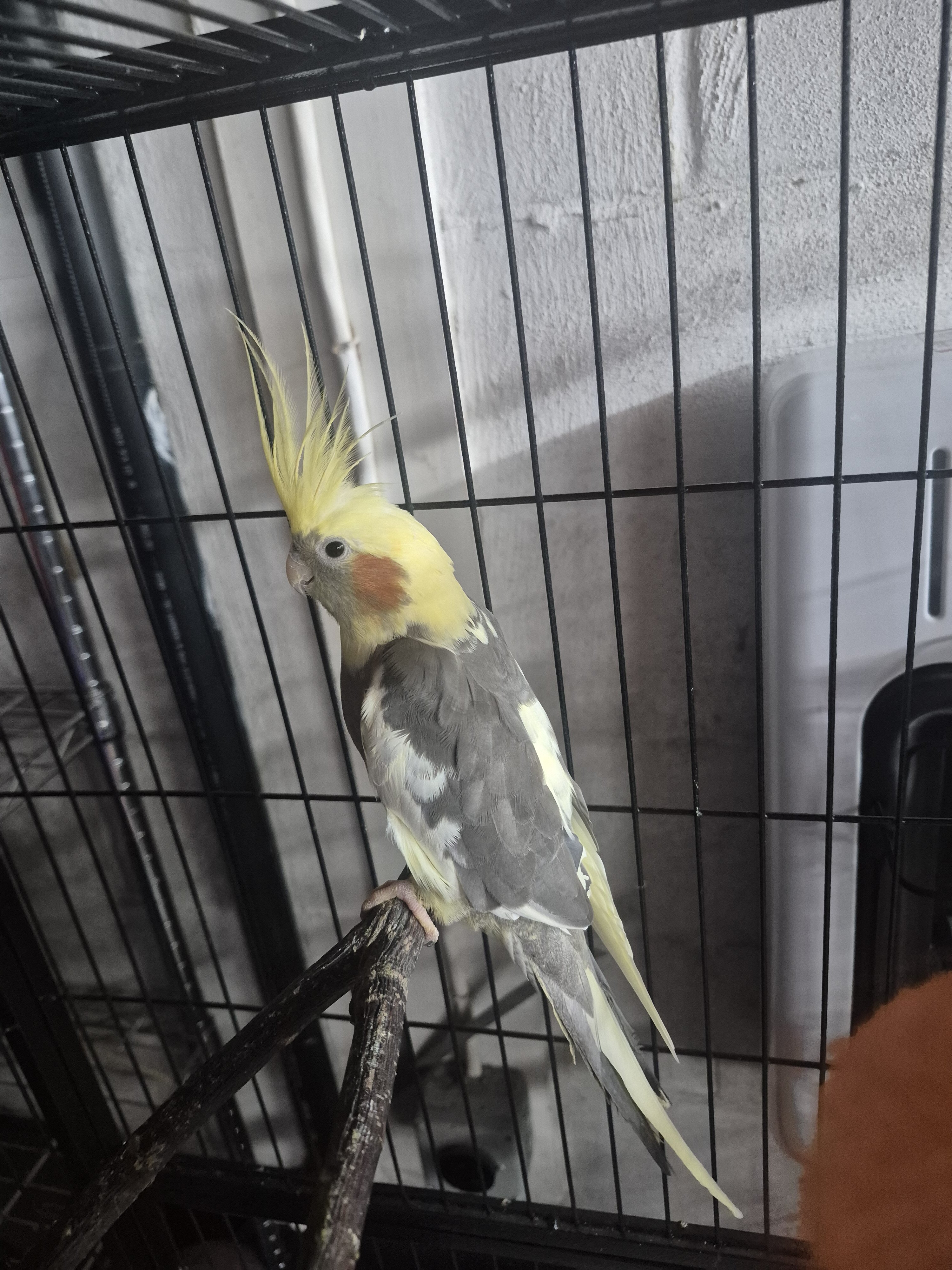 cockatiel birds image 1