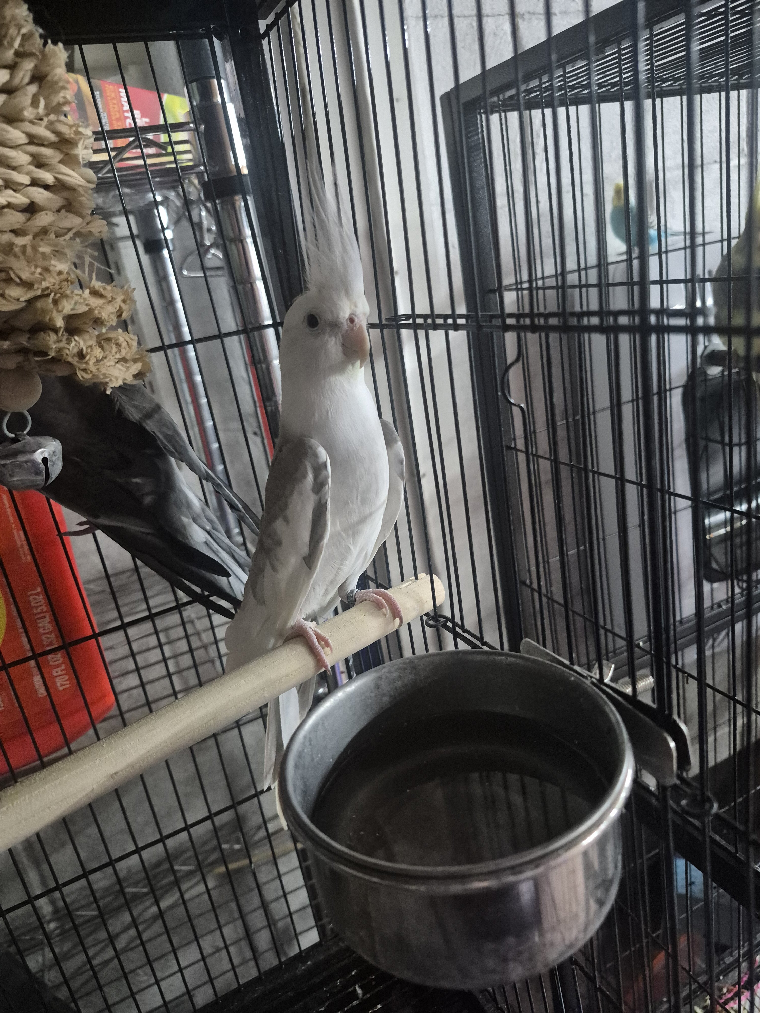 cockatiel birds image 2