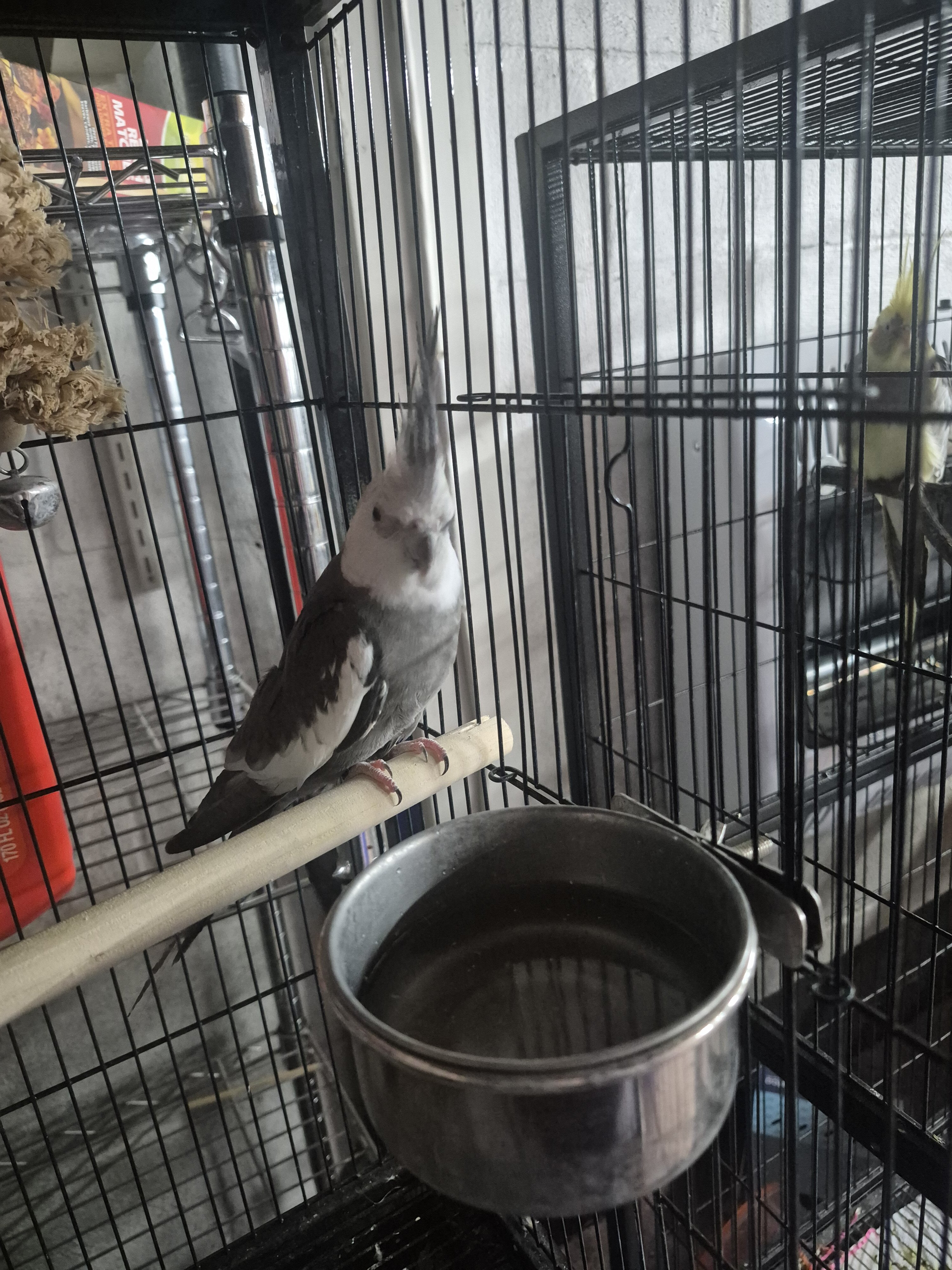 cockatiel birds image 3