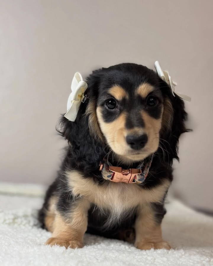 Adorable Miniature Dachshund Puppies for Adoption image 1