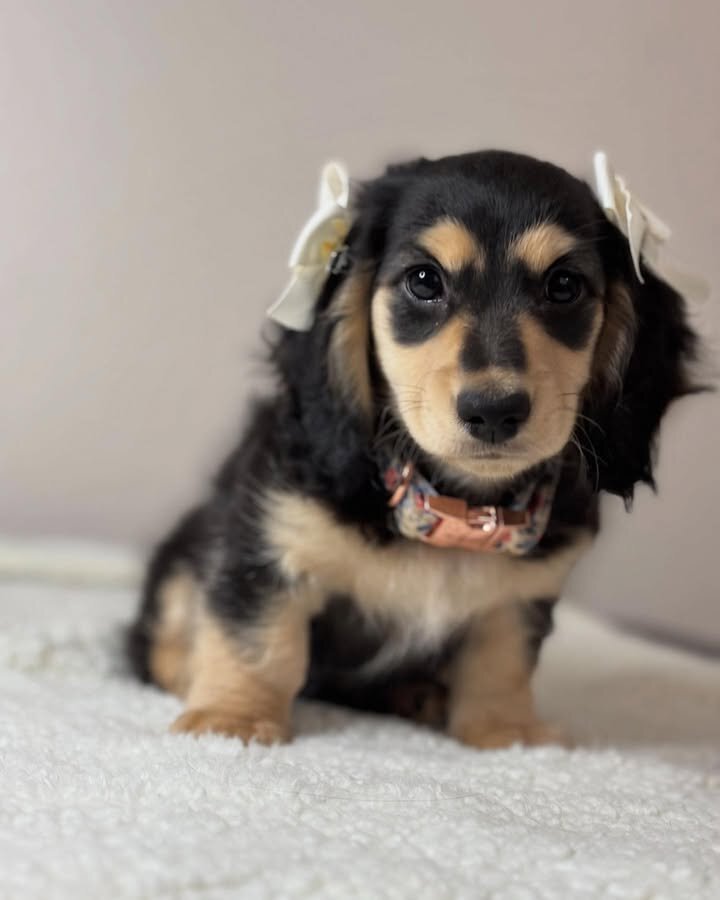 Adorable Miniature Dachshund Puppies for Adoption image 3