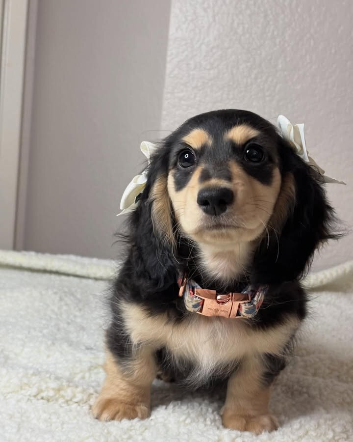 Adorable Miniature Dachshund Puppies for Adoption image 2