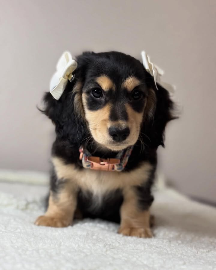 Adorable Miniature Dachshund Puppies for Adoption image 7