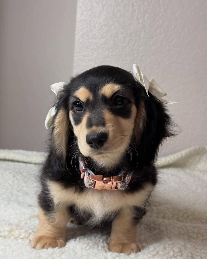 Adorable Miniature Dachshund Puppies for Adoption image 6