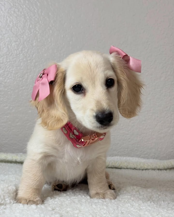 Adorable Miniature Dachshund Puppies for Adoption image 5