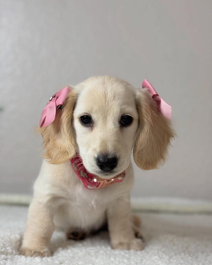 Adorable Miniature Dachshund Puppies for Adoption image 4