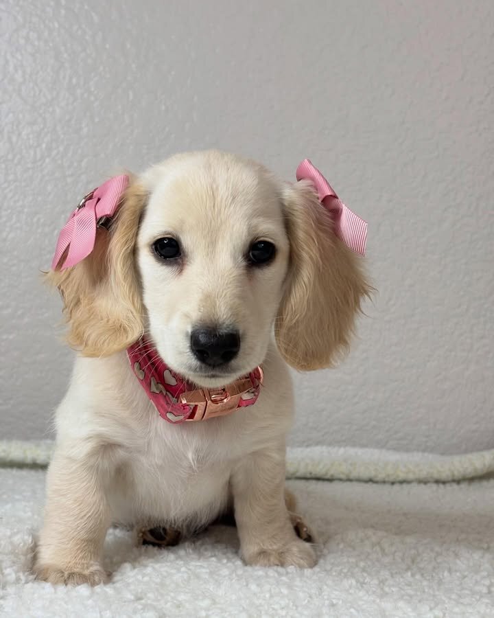 Adorable Miniature Dachshund Puppies for Adoption image 9