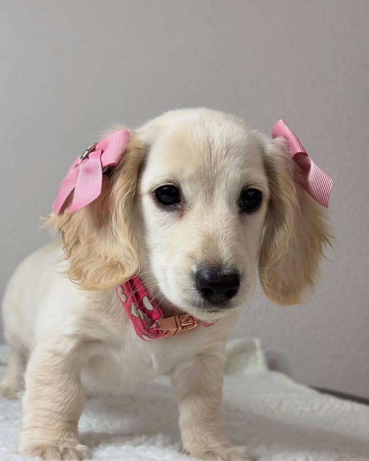 Adorable Miniature Dachshund Puppies for Adoption image 8