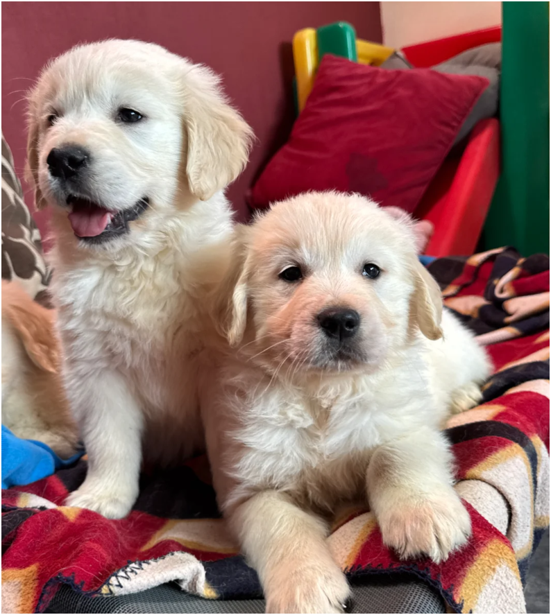 Seriously chunky & Fluffy babies image 1