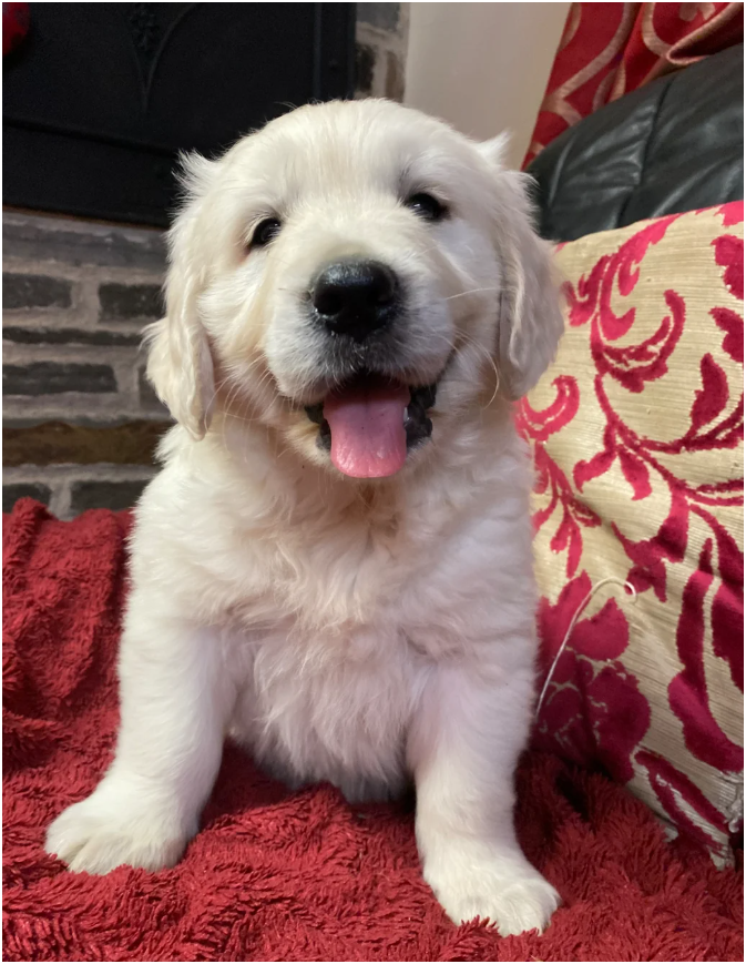 Seriously chunky & Fluffy babies image 2