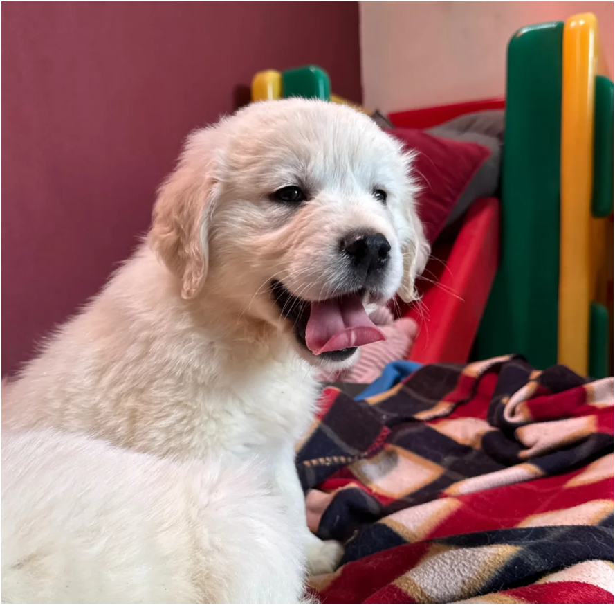 Seriously chunky & Fluffy babies image 3