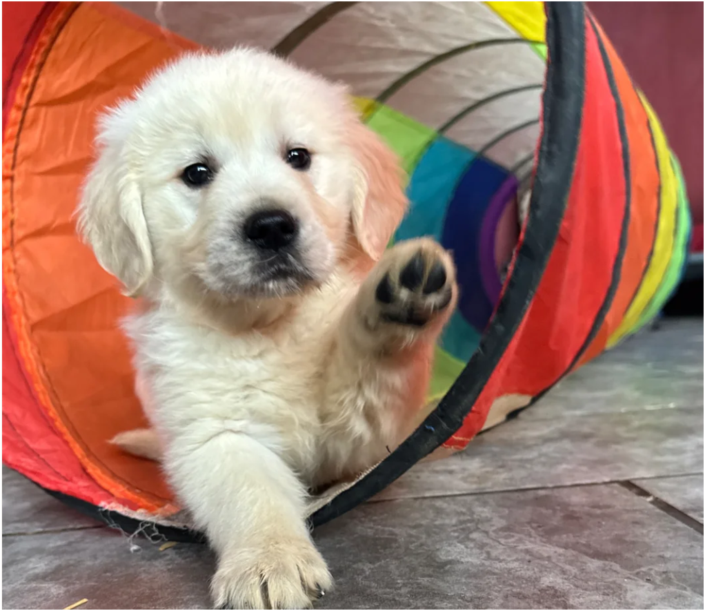 Seriously chunky & Fluffy babies image 4