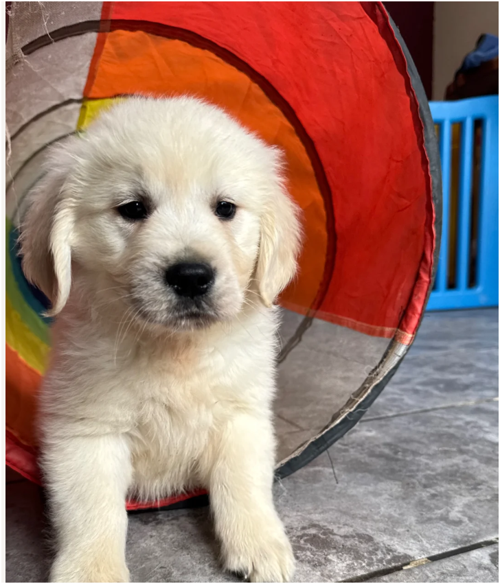 Seriously chunky & Fluffy babies image 5