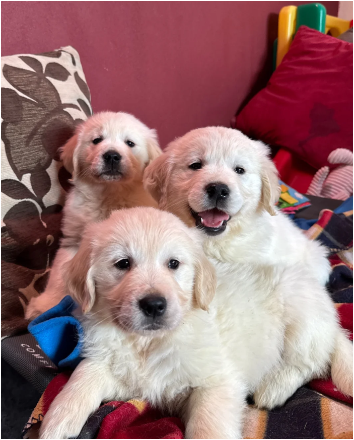 Seriously chunky & Fluffy babies image 6