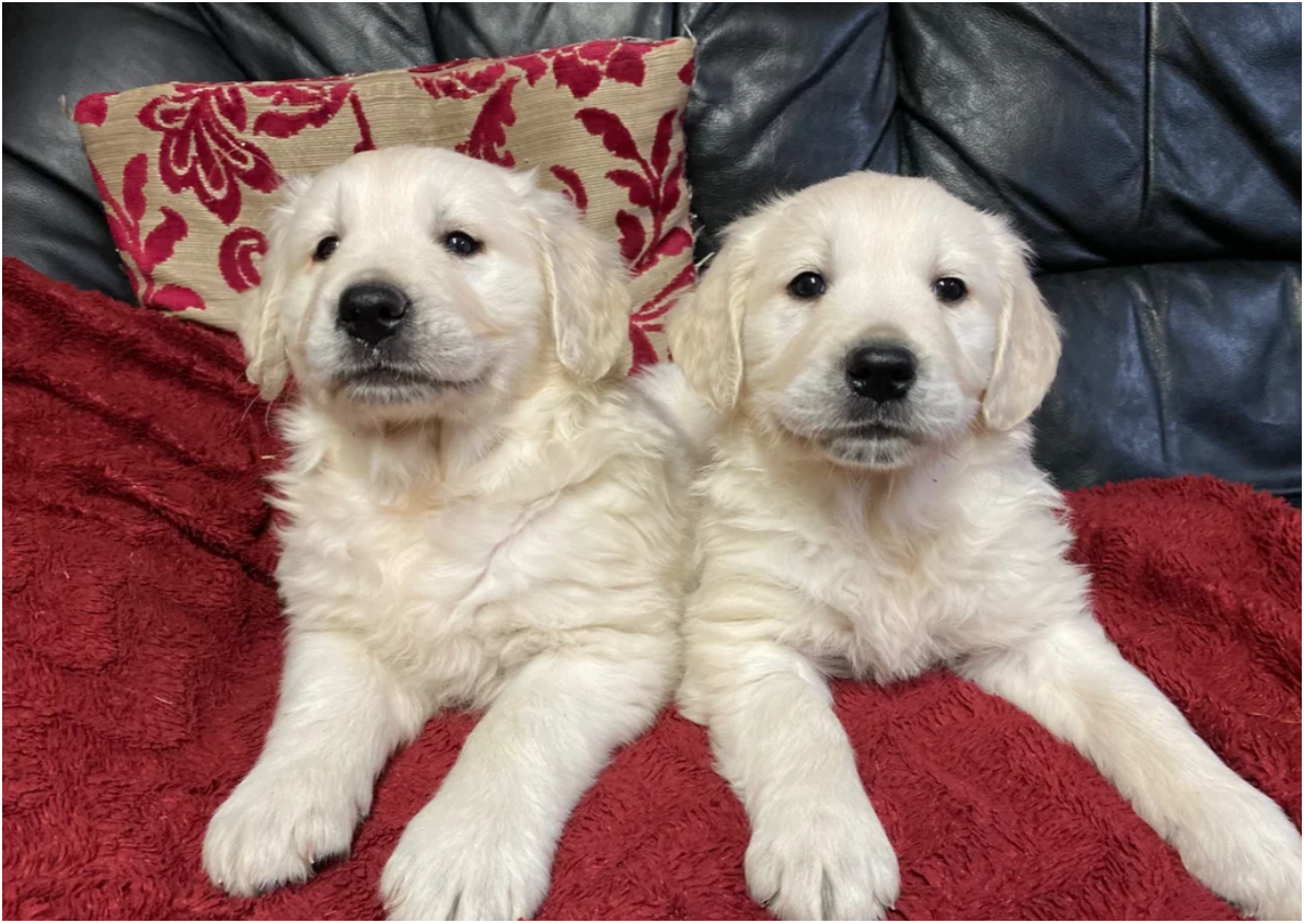 Seriously chunky & Fluffy babies image 7