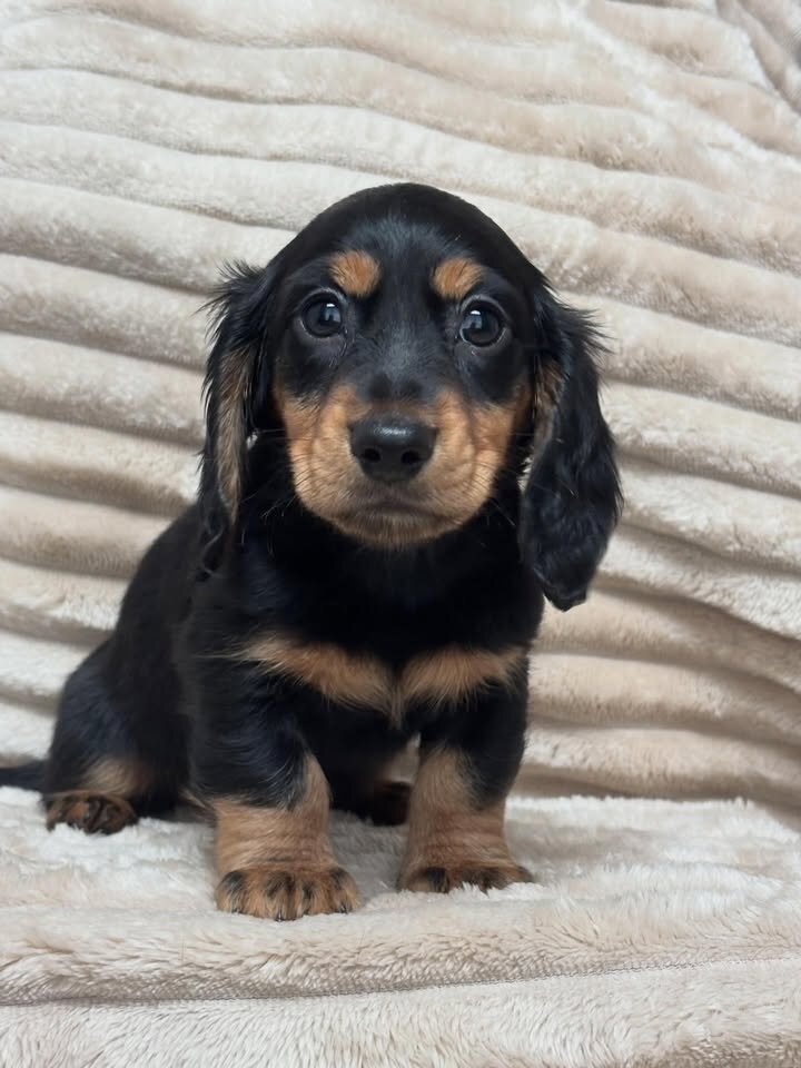 Adorable Male Miniature Dachshund Puppy – Ready 🏡 image 10