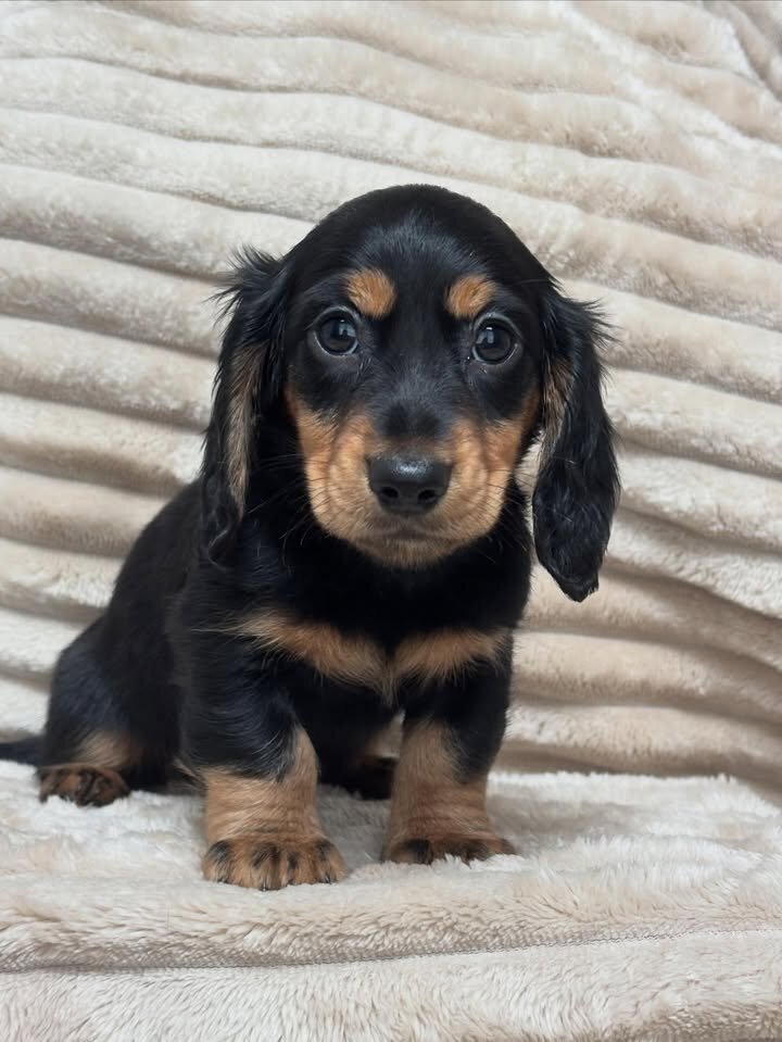 Adorable Male Miniature Dachshund Puppy – Ready 🏡 image 9