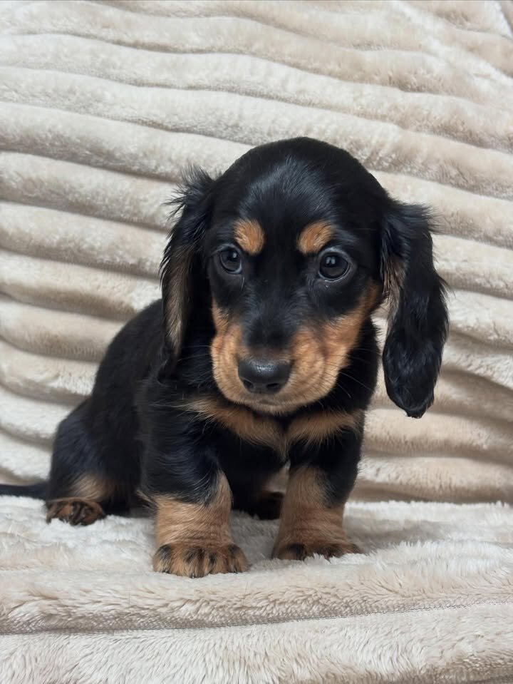 Adorable Male Miniature Dachshund Puppy – Ready 🏡 image 8