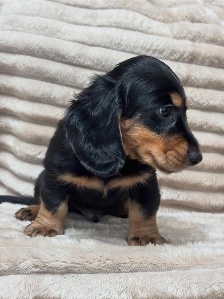 Adorable Male Miniature Dachshund Puppy – Ready 🏡 image 7
