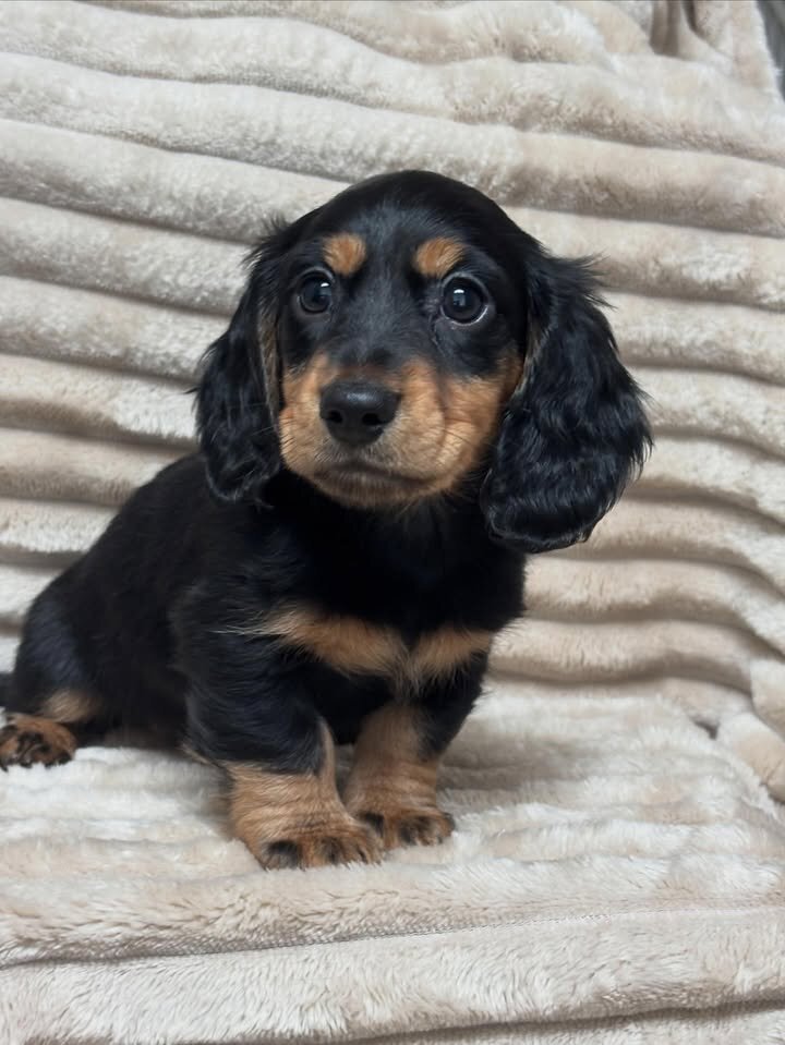 Adorable Male Miniature Dachshund Puppy – Ready 🏡 image 2