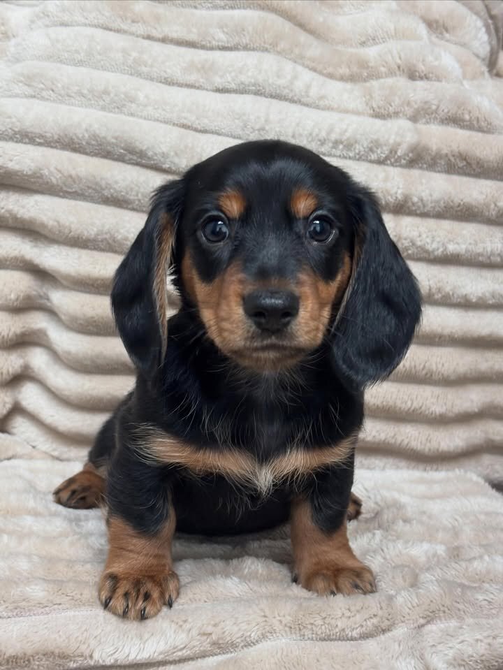 Adorable Male Miniature Dachshund Puppy – Ready 🏡 image 1