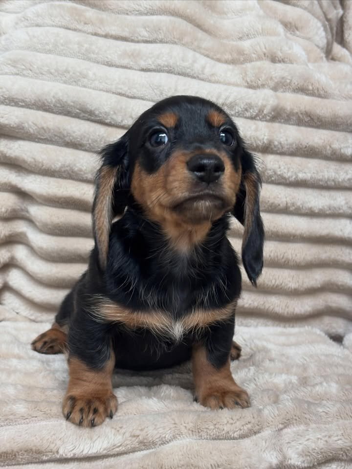Adorable Male Miniature Dachshund Puppy – Ready 🏡 image 3
