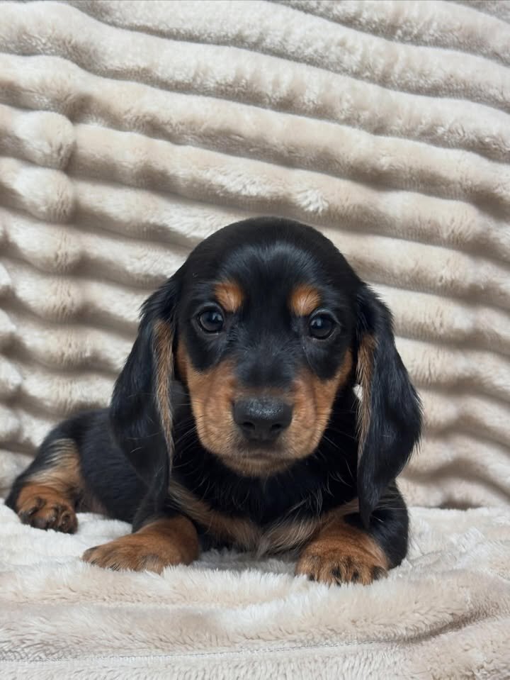 Adorable Male Miniature Dachshund Puppy – Ready 🏡 image 6