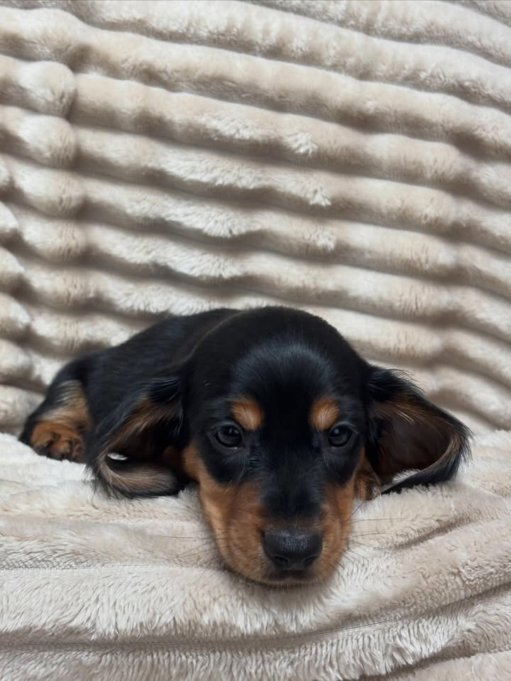 Adorable Male Miniature Dachshund Puppy – Ready 🏡 image 5