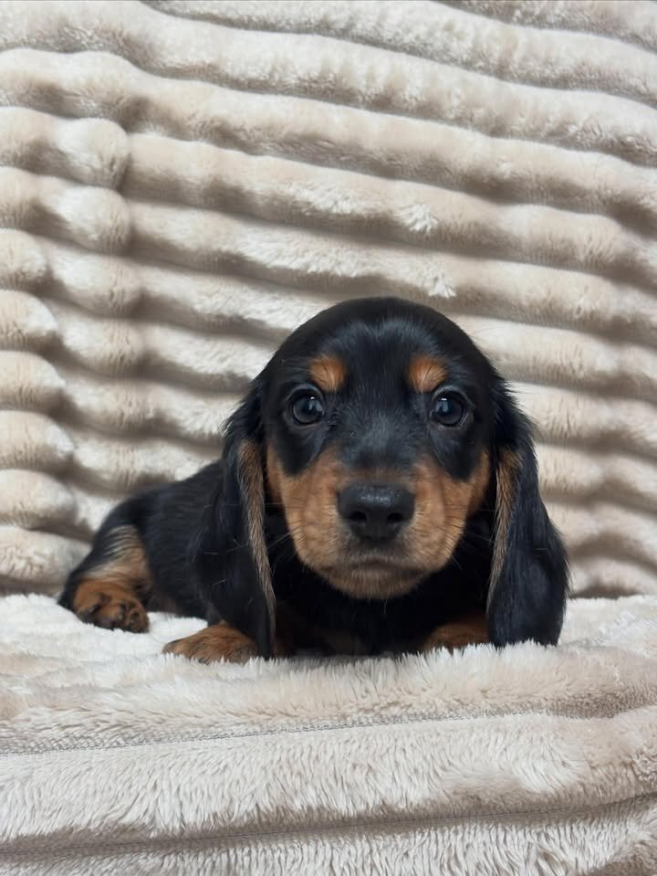 Adorable Male Miniature Dachshund Puppy – Ready 🏡 image 4