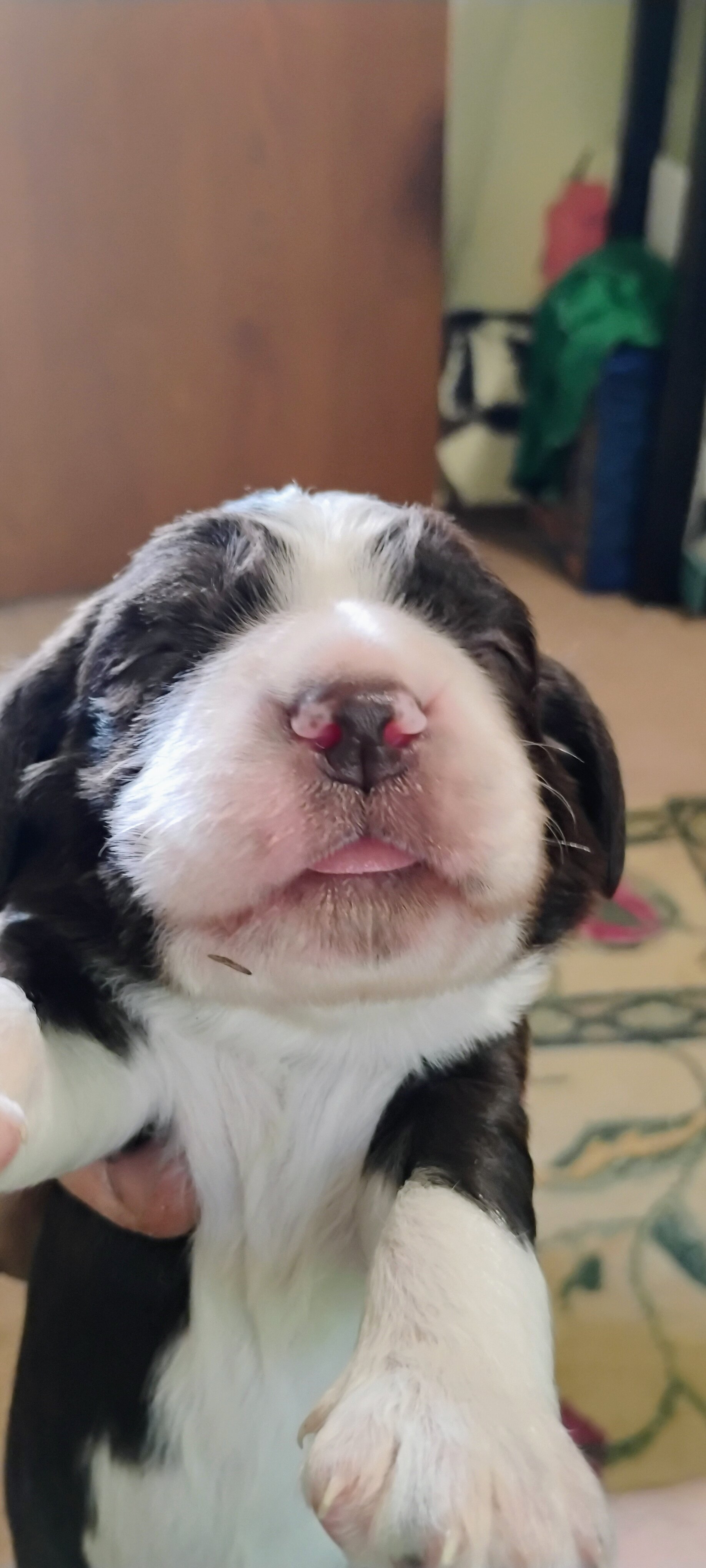 English Springer Spaniel image 6