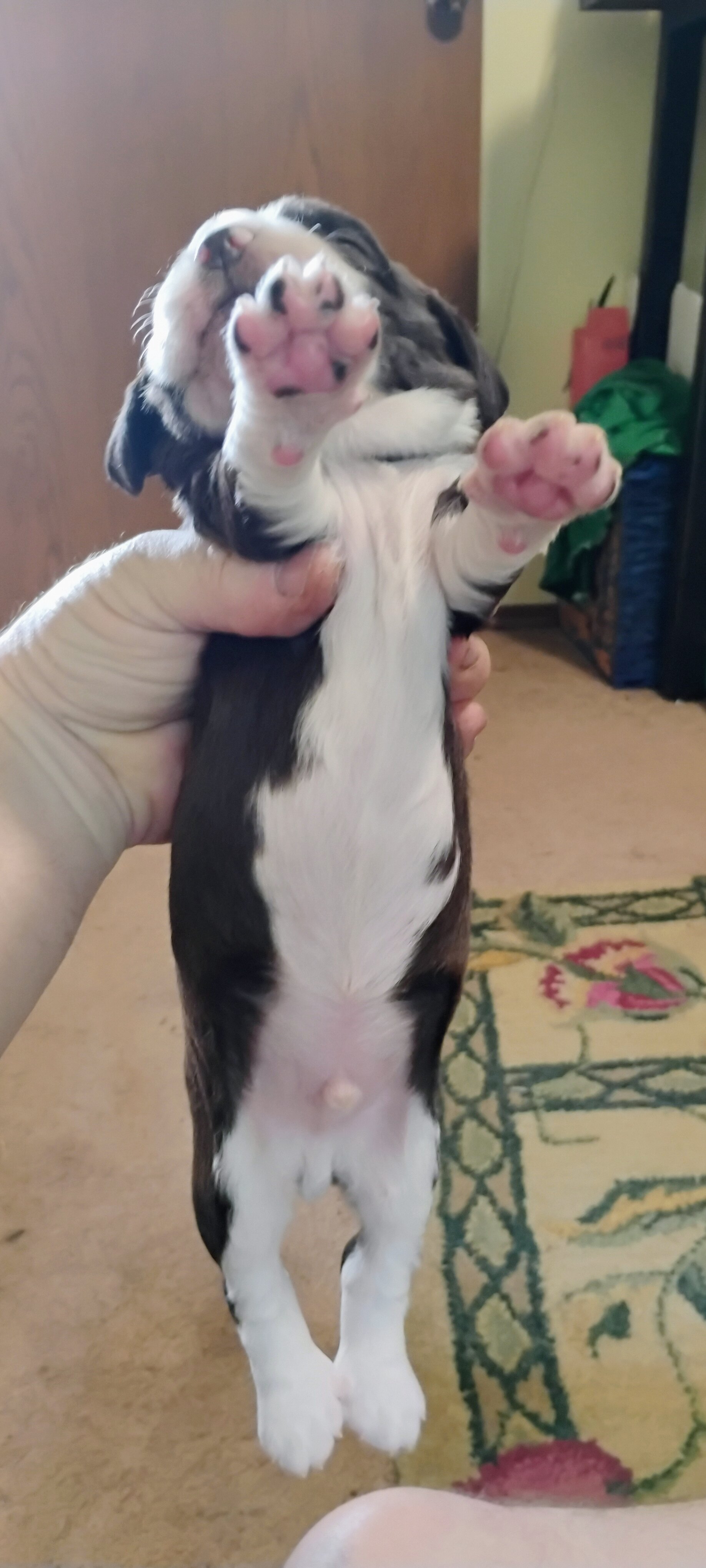 English Springer Spaniel image 5