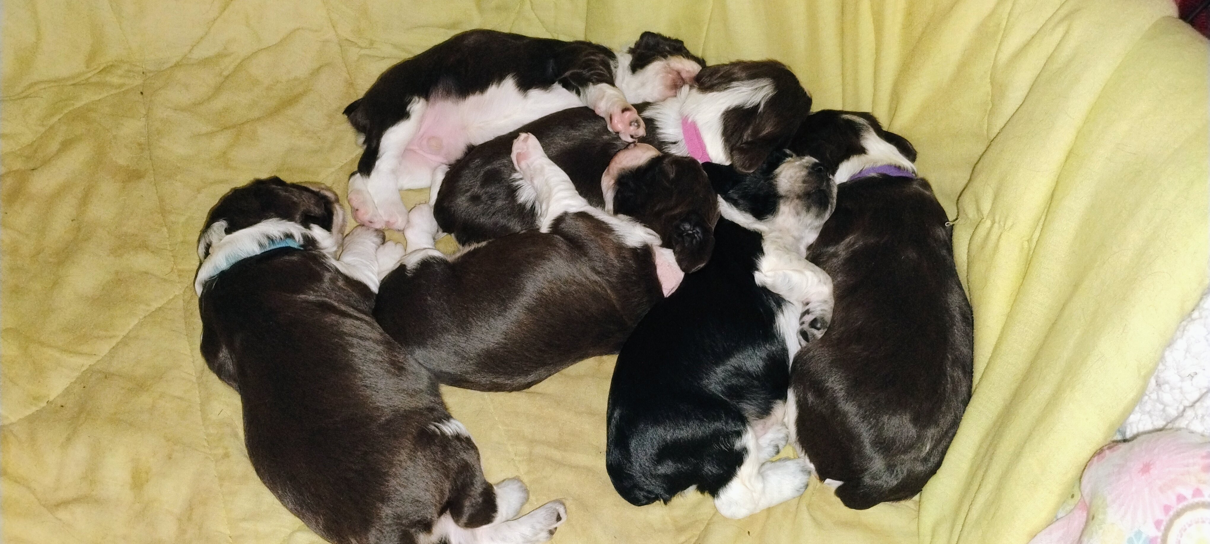 English Springer Spaniel image 4